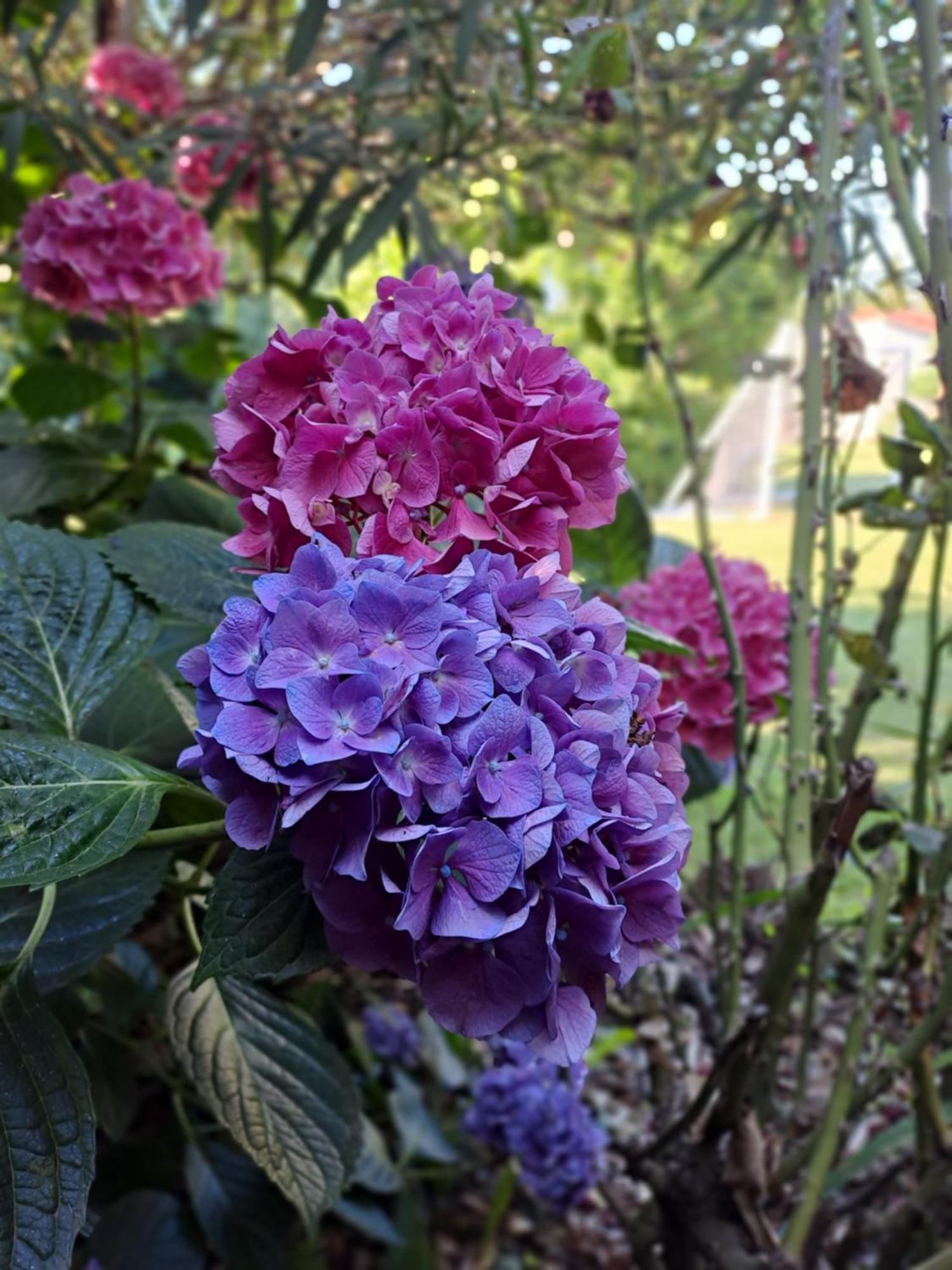 Gite 5 "Le Laurus" Aux Magnolias Aubenas Zewnętrze zdjęcie