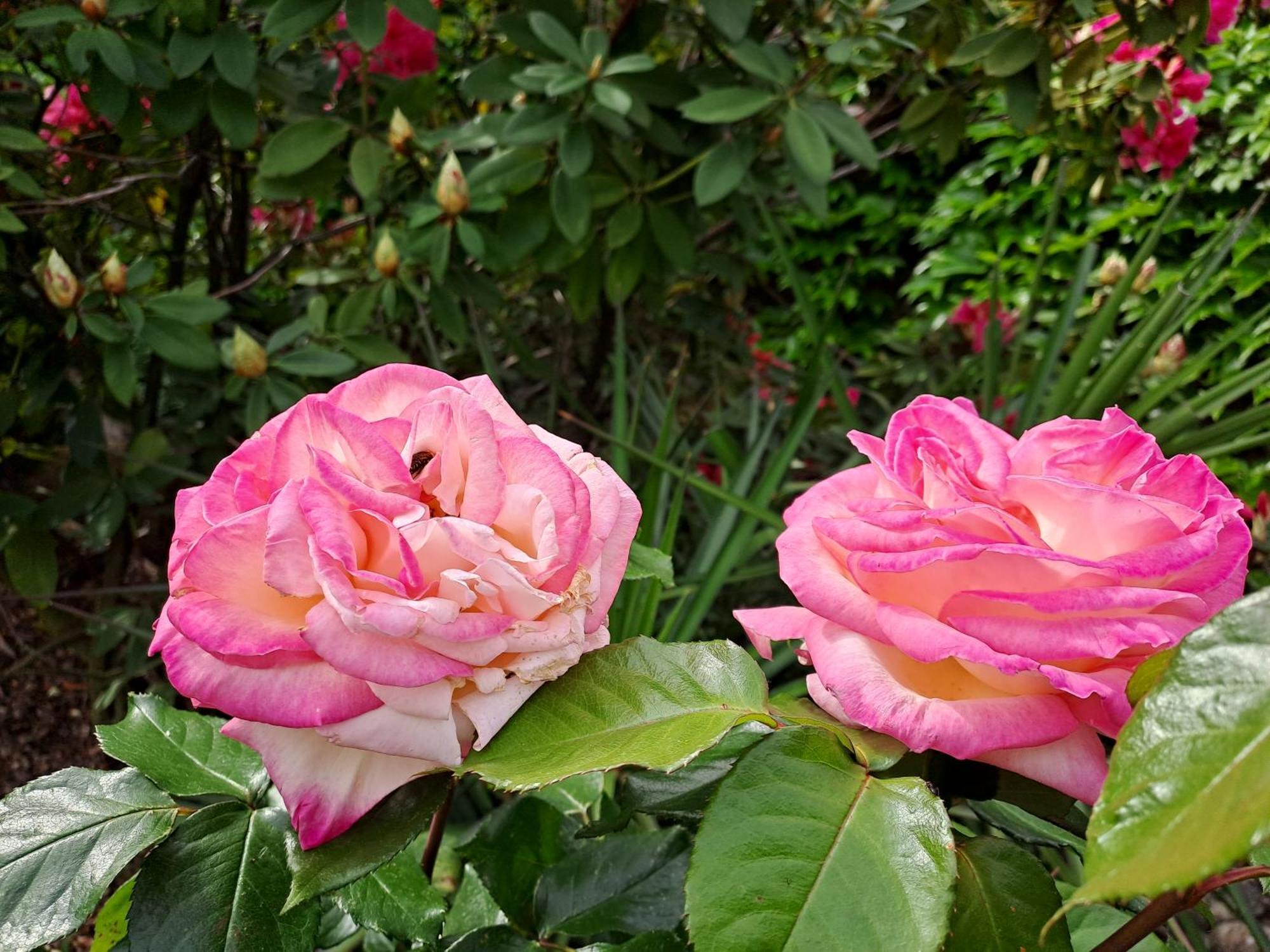 Gite 5 "Le Laurus" Aux Magnolias Aubenas Zewnętrze zdjęcie